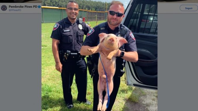 cerdito
