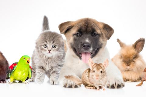 mascotas-preferidas-espanoles