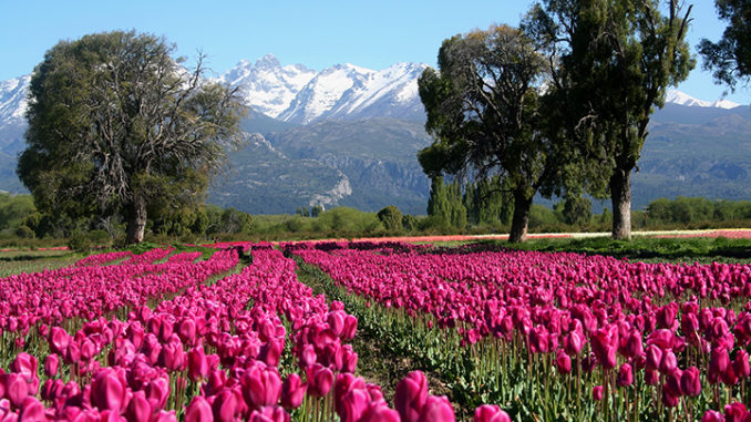 Campo de Tulipanes 02