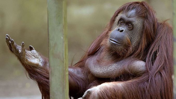 orangutana