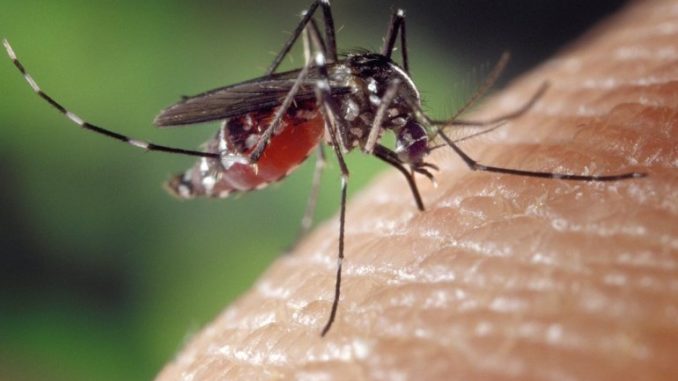 dengue