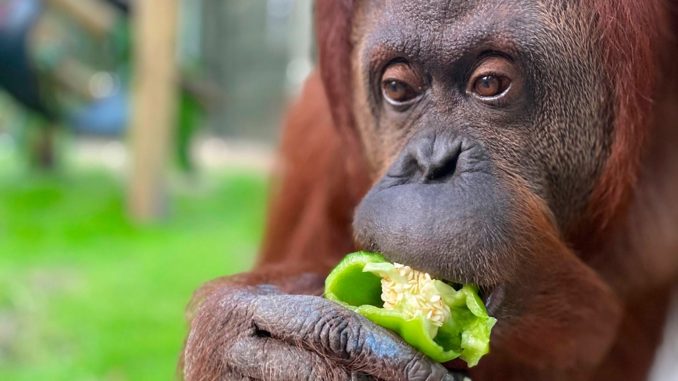orangutana nueva
