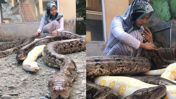 Chalwa-pythons