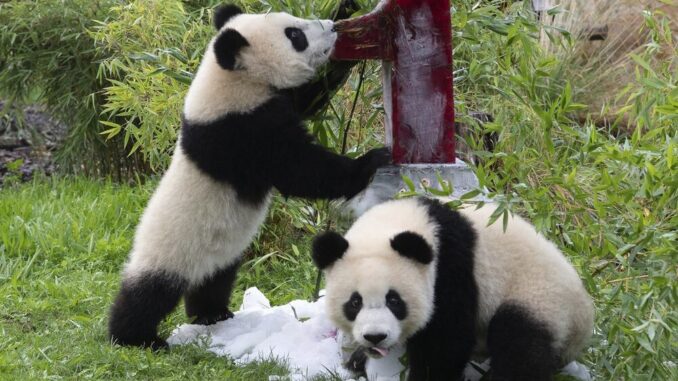 pandas