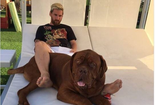 perro lio