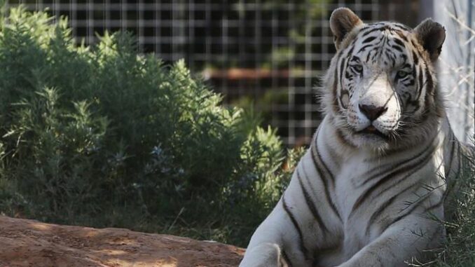 tigre