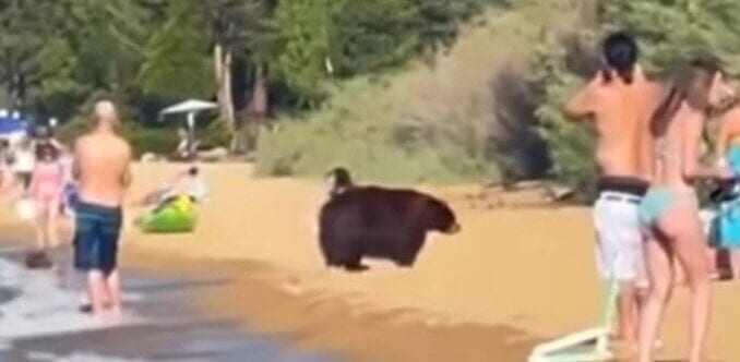 California: captan a oso con sus crías en la playa llena de turistas