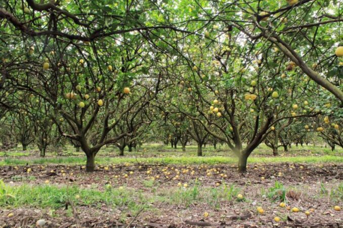 Sobran planes sociales, faltan trabajadores: Se pudrieron millones de kilos de cítricos