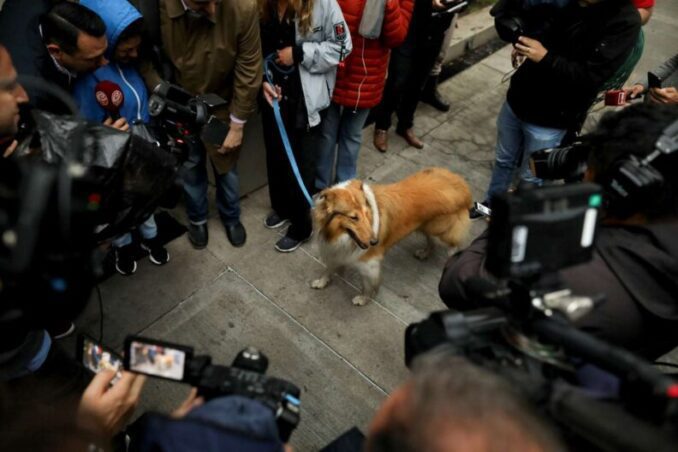 La Argentina de las visitas VIP: El país donde "los únicos privilegiados son los perros"