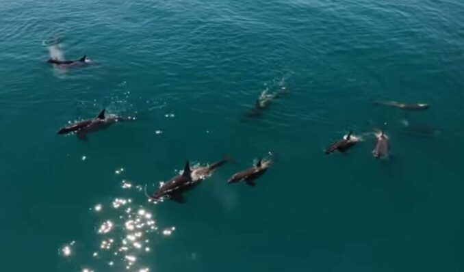 Preocupación en España por los ataques de orcas a veleros