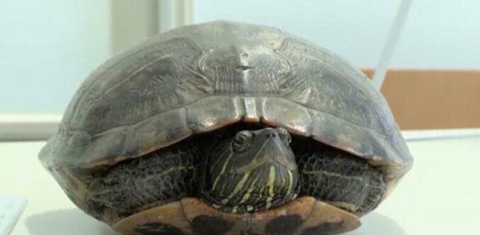 tortuga