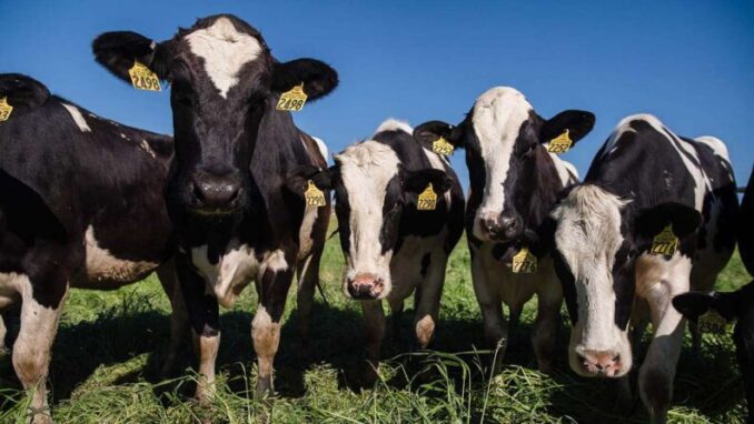 Científicos entrenaron a vacas para ir al baño: Impulsan método para reducir los gases de efecto invernadero