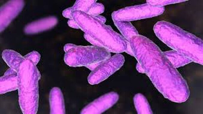 bacteria comecarne