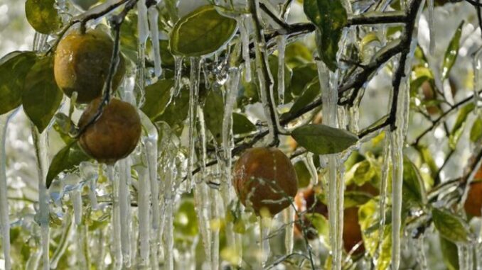 ola-de-frio-Florida