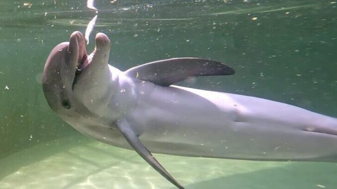 delfin-ranger