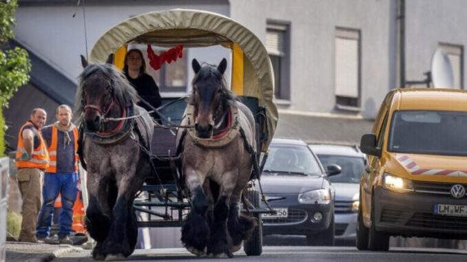 caballos