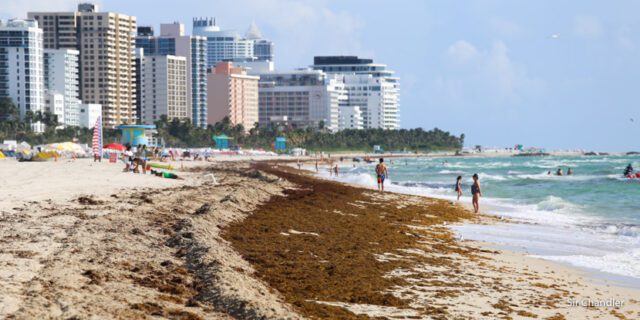 Las algas sargazo invaden las playas de Miami-Dade