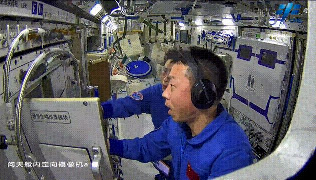 China logra cultivar arroz en el espacio para alimentar a los astronautas 
