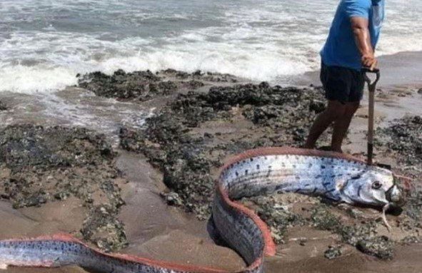 Presagio de desastres naturales de la Tierra: hallaron el “pez del fin del mundo” en una playa de una isla en Chile 