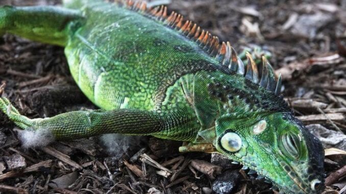 iguana muerta