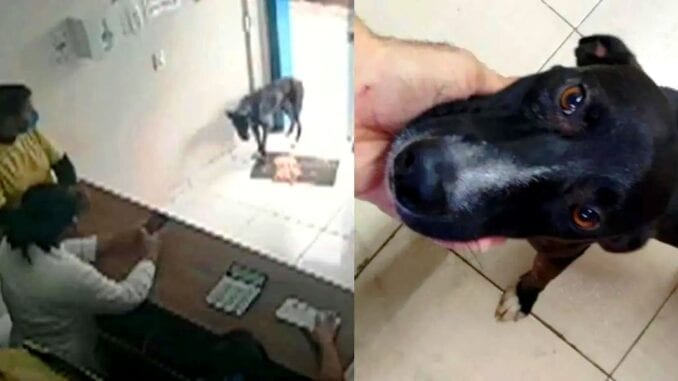 video-perro-acude-solo-veterinaria-Juazeiro-do-Norte-en-Brasil
