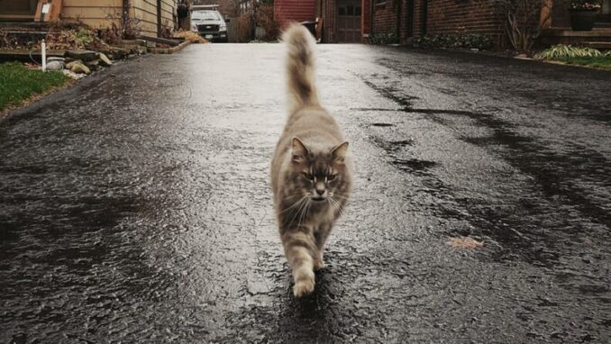 La ciudad de Washington cuenta sus gatos: son 200.000