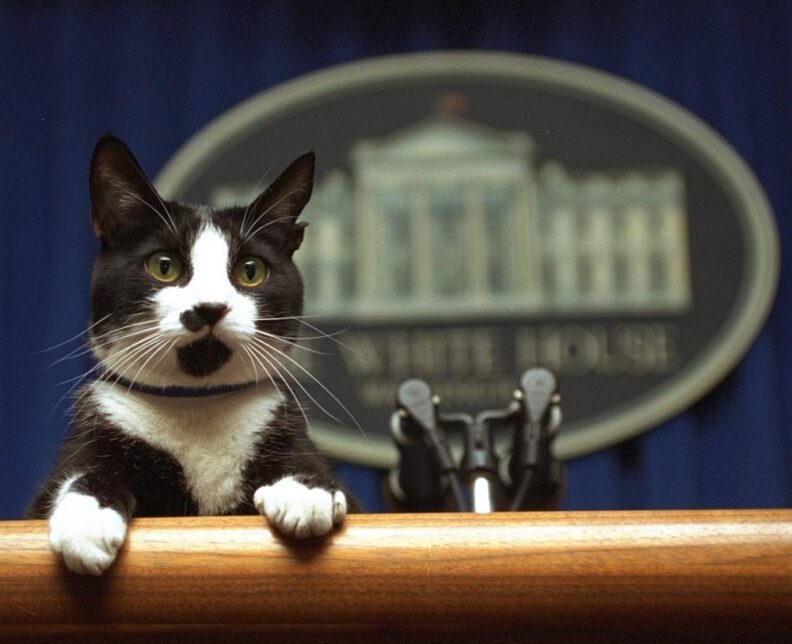 Willow Biden se une a una larga y variada línea de mascotas de la Casa Blanca 