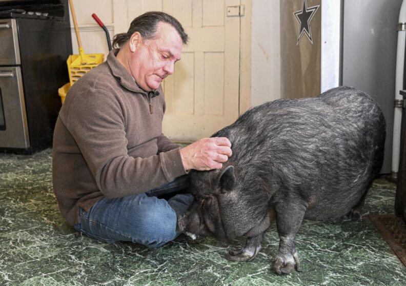 ¿Apoyo emocional o tontería? Un hombre lucha por quedarse con su cerdo de mascota 