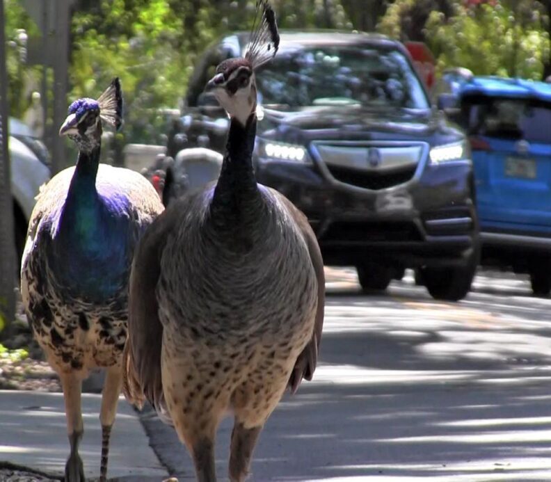 Los pavos reales podrían desaparecer en algunos vecindarios de Miami-Dade