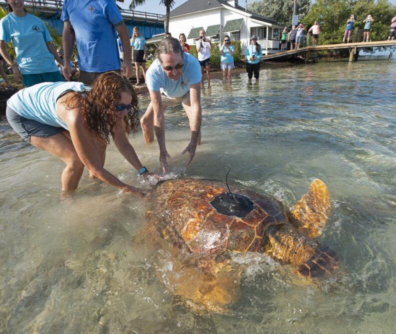 Florida: Liberan a "Sheldon", una tortuga marina rehabilitada