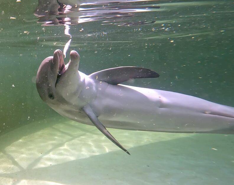 El delfín "Ranger" está rehabilitado y llega a Florida en busca de un santuario permanente