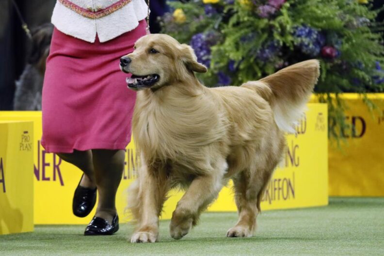Los caniches ganan popularidad, pero los labradores siguen siendo la raza canina número 1 en EE.UU.
