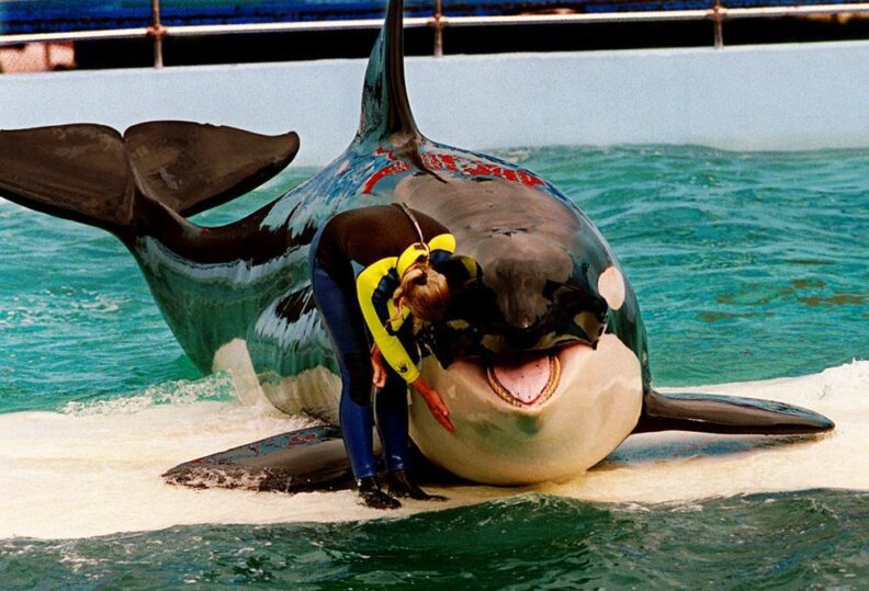 Miami Seaquarium anuncia que la orca Lolita no estará más en los shows de la empresa