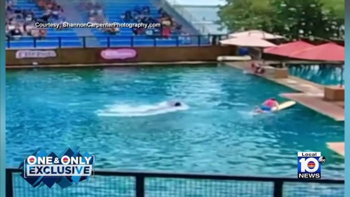 La versión del Miami Seaquarium sobre el ataque del delfín al entrenador