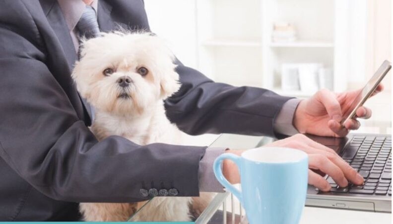 Se celebra el Día Mundial de Llevar el Perro al Trabajo: ¿Qué beneficios trae?