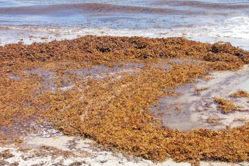 Algas marinas Sargassum recogidas en Fort Lauderdale son reutilizadas