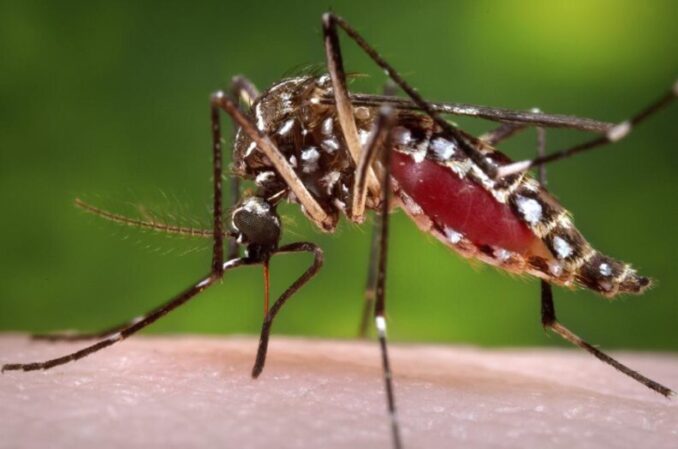 ¿Sos un imán de mosquitos? Podría ser tu olor