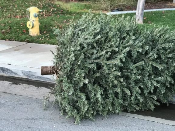 Miami-Dade: ¿Cómo reciclar tu árbol de navidad?