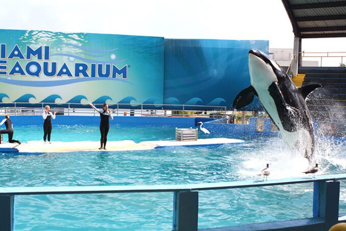 Miami Seaquarium liberaría a "Lolita" después de tener más de 50 años en cautiverio